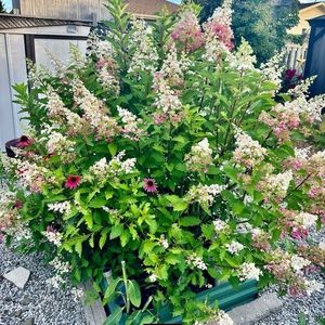 Meet your Posher, Deb